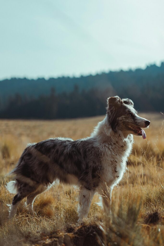 Border collie