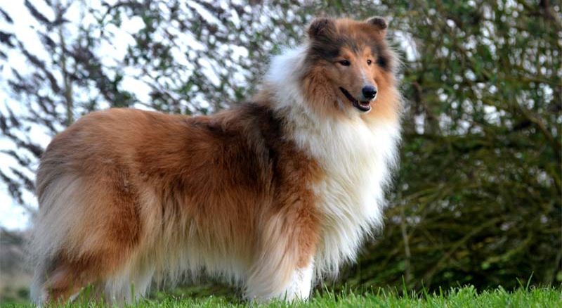 Anomalia oczu collie - CEA