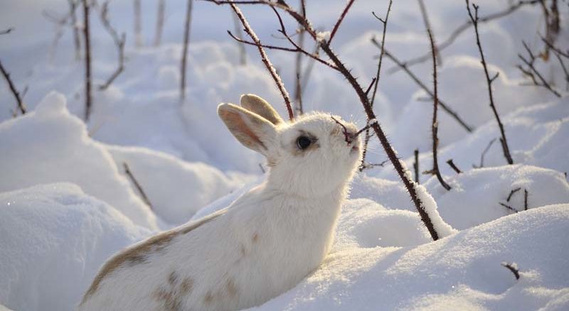Królik gładkowłosy zwierzaki
