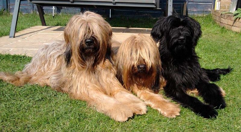 briard