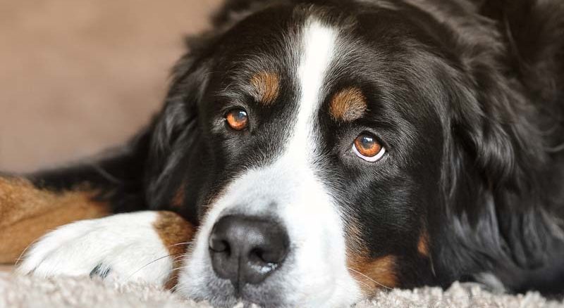 Berneński pies pasterski