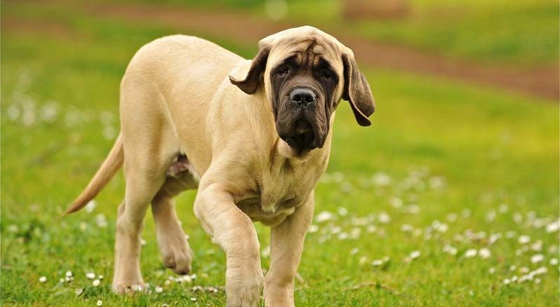 Mastiff angielski