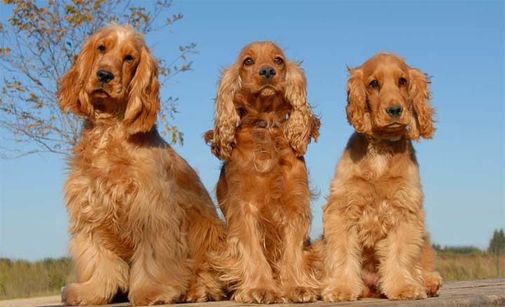 Angielski Cocker Spaniel