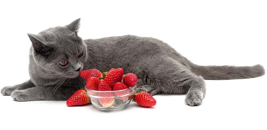 12 produktów, które są bezpieczne dla Twojego kota