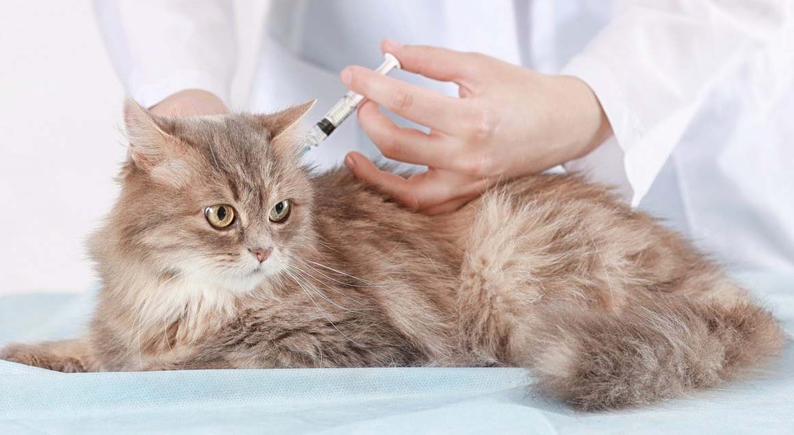 szczepienia kota