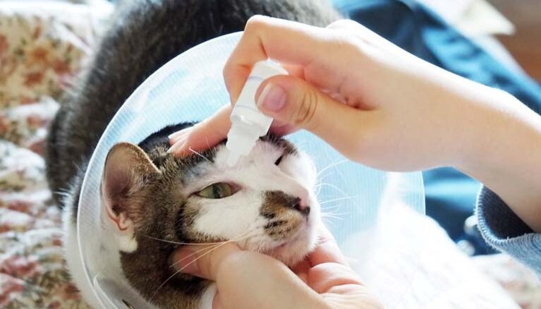Zapalenie spojówek u kotów