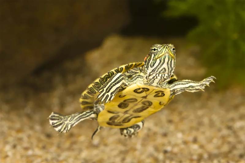 Żółwie żółtolice