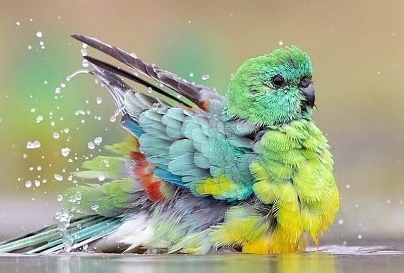 Kąpiel ptaków