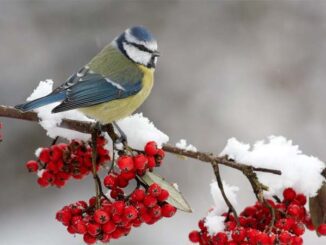 Jak pomóc ptakom w okresie zimowym