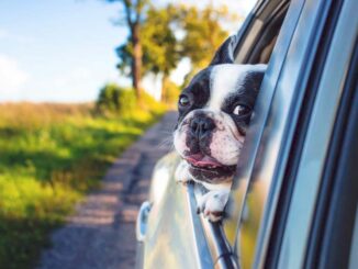 Jak zgodnie z przepisami przewieźć psa w samochodzie