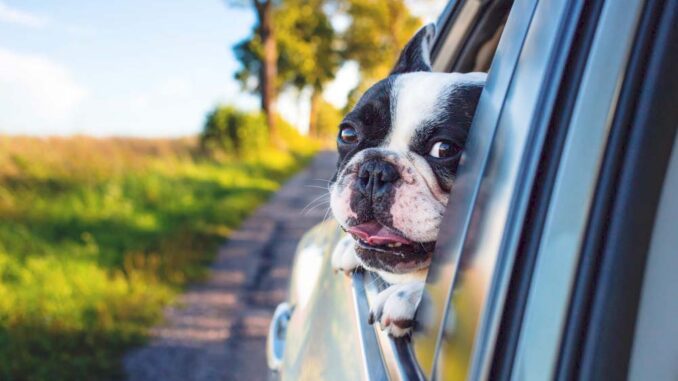 Jak zgodnie z przepisami przewieźć psa w samochodzie