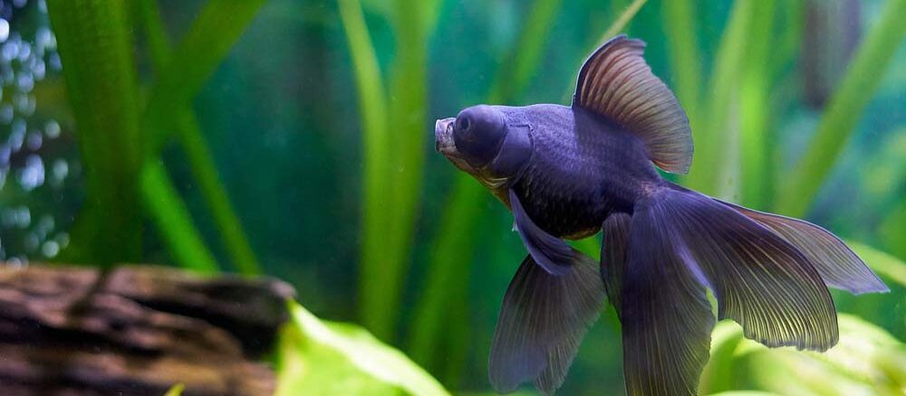 Choroby ryb akwariowych