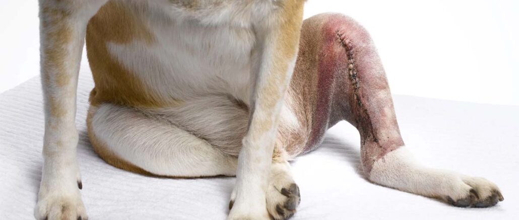 Zerwanie więzadła krzyżowego u psów