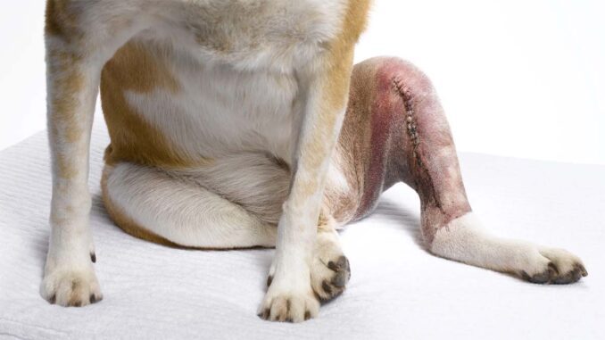 Zerwanie więzadła krzyżowego u psów