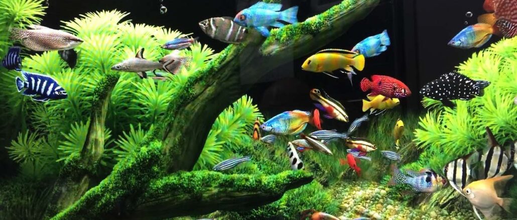 Jaka powinna być woda akwariowa