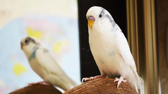 Choroby papug falistych – na co zwrócić uwagę, jak leczyć