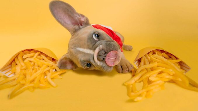 Czy pies może jeść resztki po obiedzie