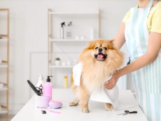 fryzjer dla psów