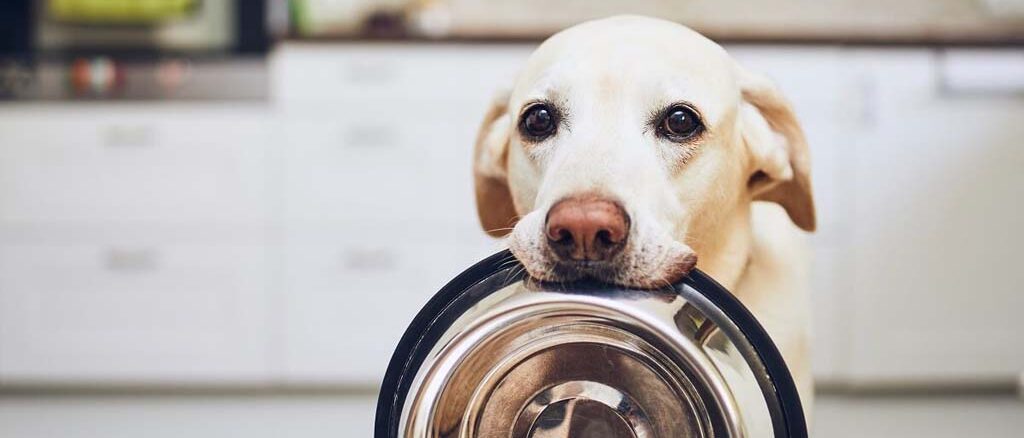 Mokra karma dla psów - wszystko, co musisz wiedzieć
