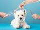 Dog gets hair cut at Pet Spa Grooming Salon. Closeup of Dog. the dog has a haircut. comb the hair, groomer concept.. High quality photo