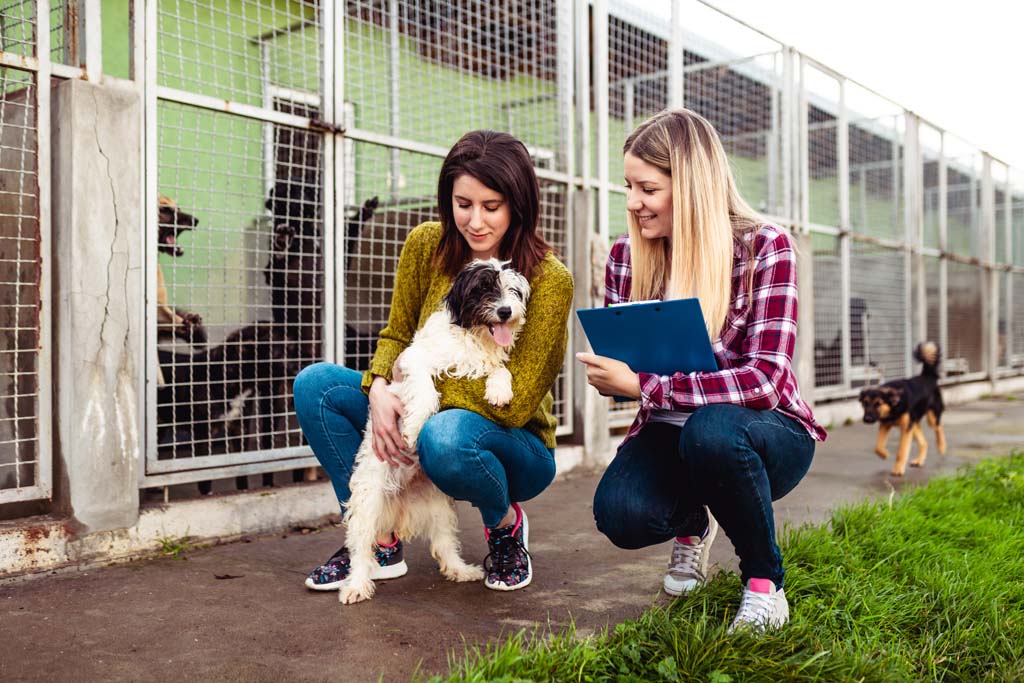 Adopcja zwierząt w Polsce: przepisy i procedury